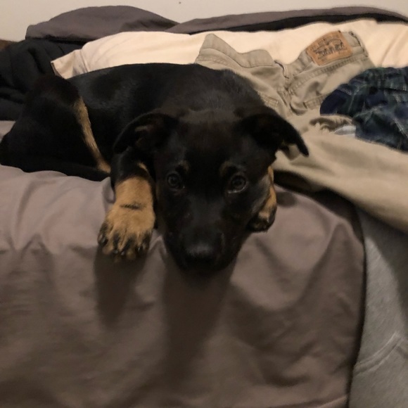 Meet your Posher, Bruin - Picture 2 of 5